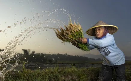 A rice farmer wearing a conical hat lifts a bushel of rice while water droplets fly off it