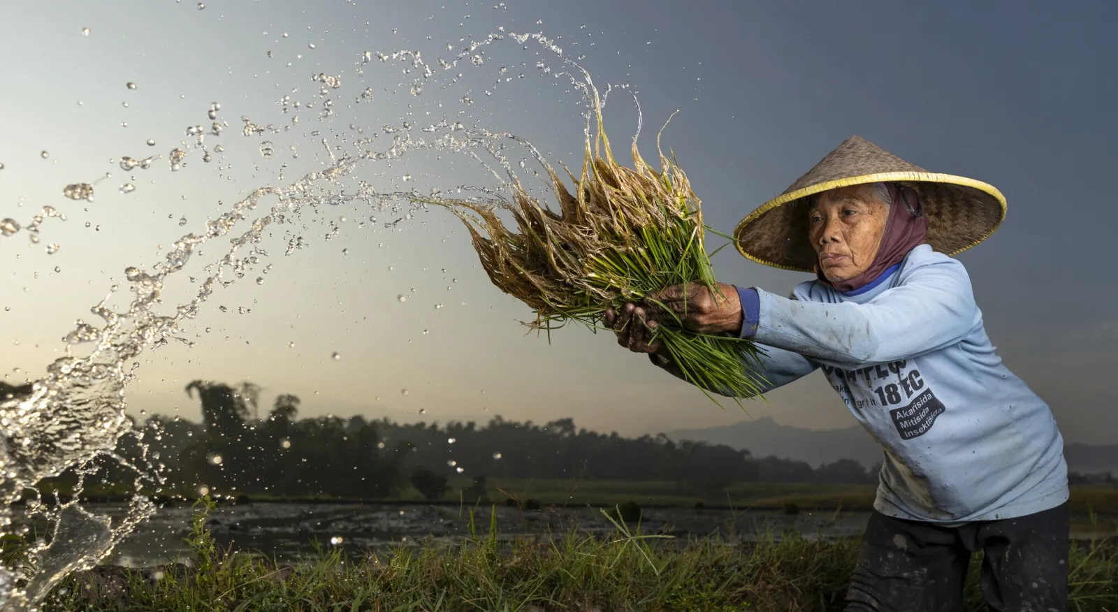 A rice farmer wearing a conical hat lifts a bushel of rice while water droplets fly off it