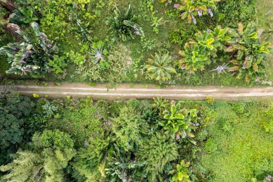 An aerial photo of a road running through green tropical vegetation